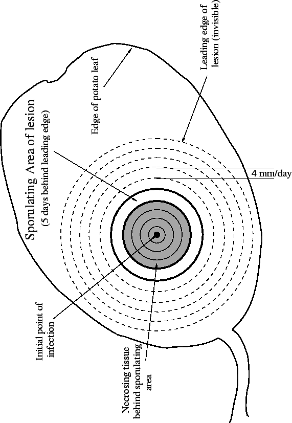 \begin{figure}\vspace{-.5in}
\centerline{\epsfig{figure=leaflesion.eps, width=6.45in}}\vspace{-.25in}
\end{figure}